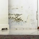 Home Mold Build Up Removal