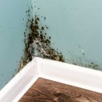 Mold Infection Cleanups