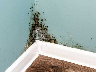 Mold Infection Cleanups