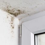 Residential Mold Removal
